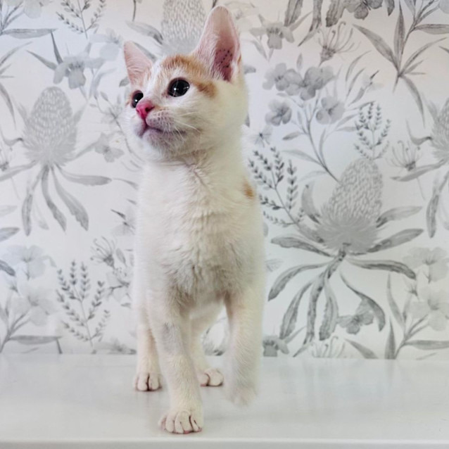 Photo of Conan   Located In Avondale Heights