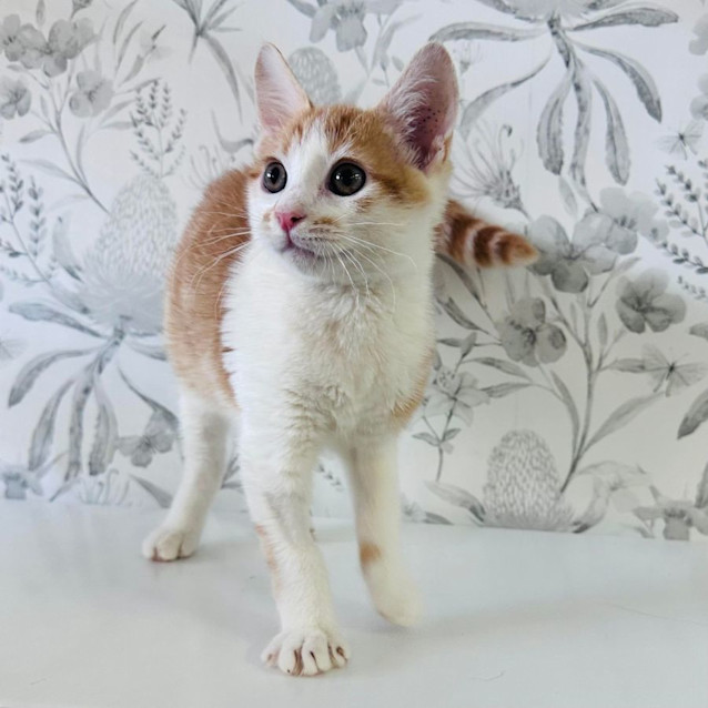 Photo of Elmo   Located In Preston 