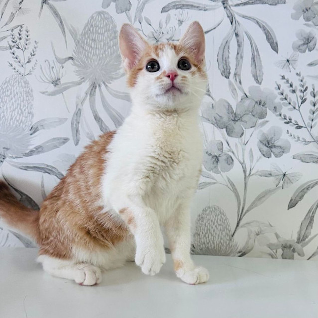 Photo of Elmo   Located In Preston 