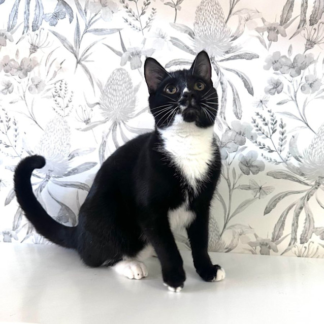 Photo of Niko    Located In Preston