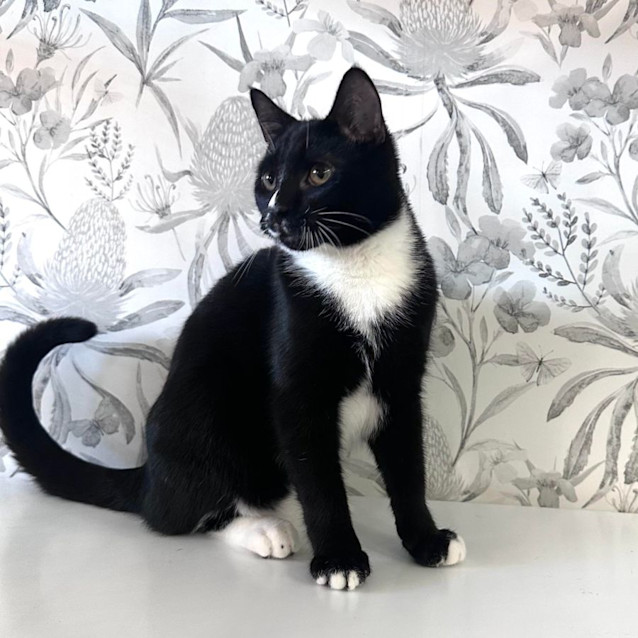 Photo of Niko    Located In Preston