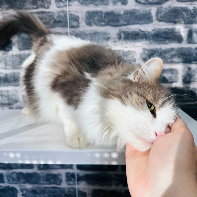 Photo of Pearl   Located In Preston