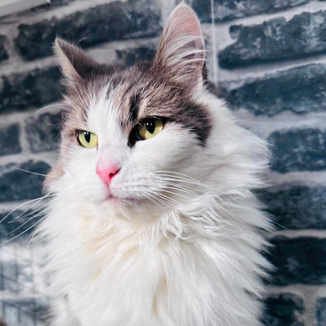 Photo of Pearl   Located In Preston