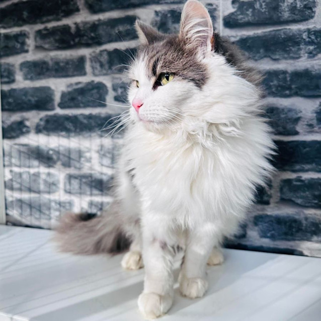Photo of Pearl   Located In Preston