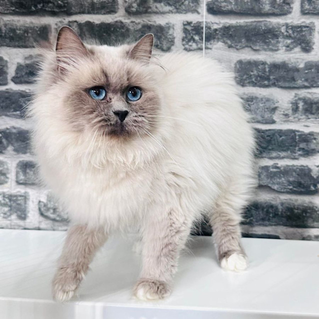 Photo of Cleo   Located In Preston