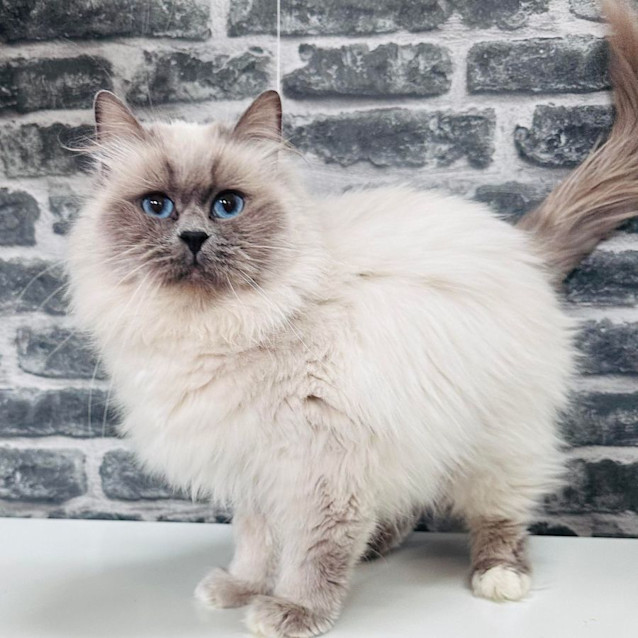 Photo of Cleo   Located In Preston