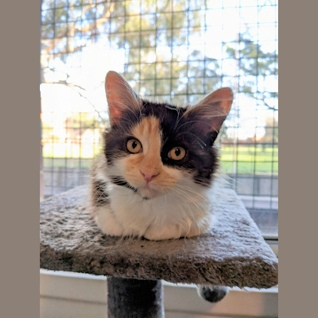 Photo of Alessandra   Located In Brunswick East 