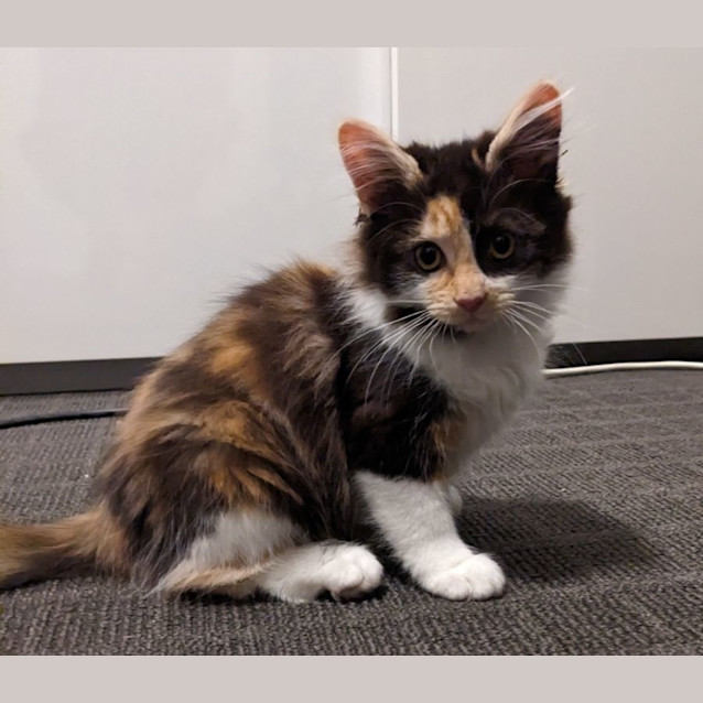 Photo of Alessandra   Located In Brunswick East 