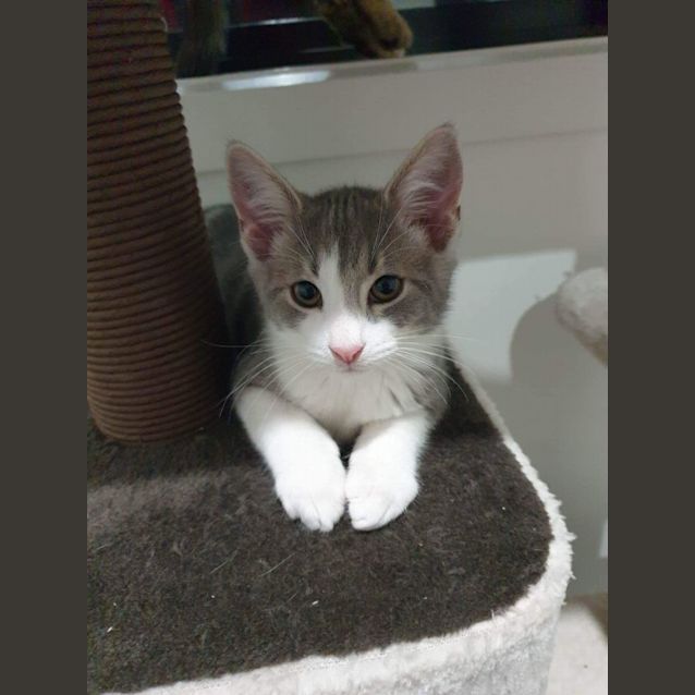 Photo of Rue  Meet Me At Hastings Petstock 18/6/23 