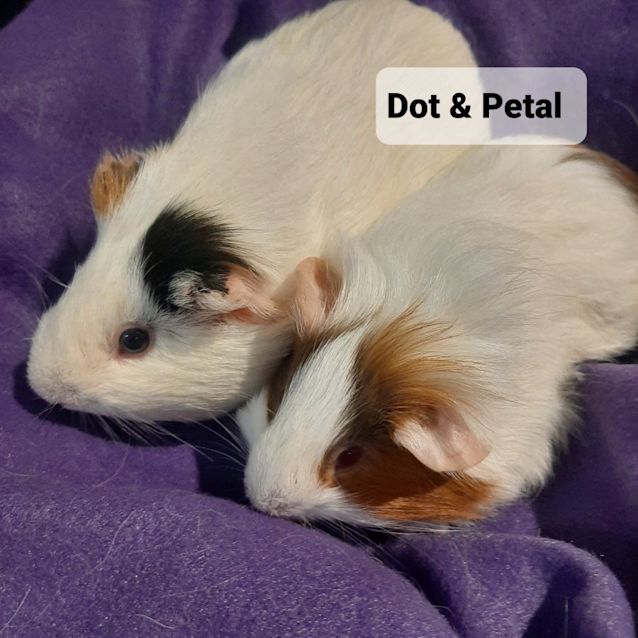 Photo of Dot & Petal