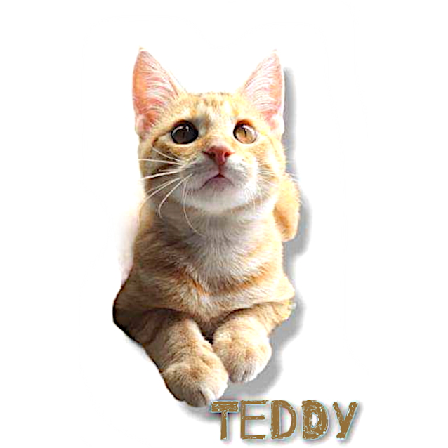 Photo of Teddy