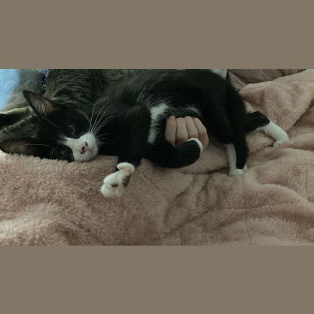 Photo of Sylvester 