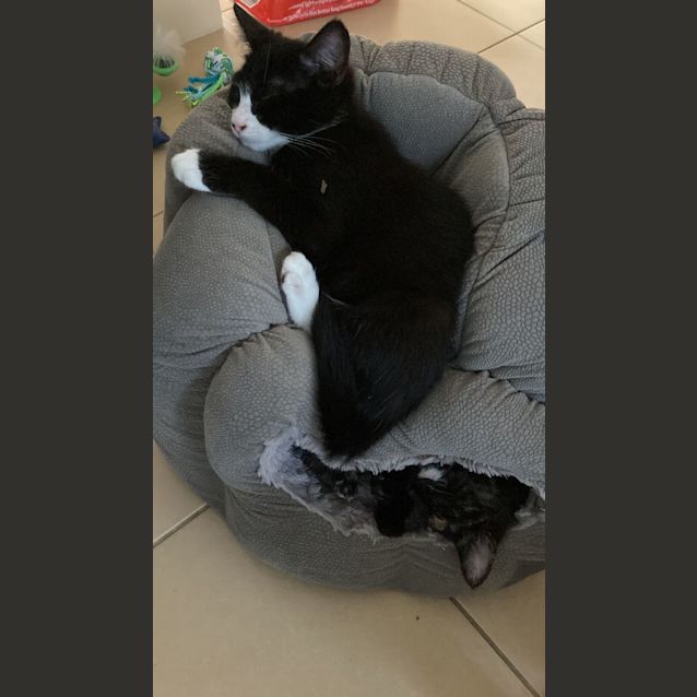 Photo of Sylvester 