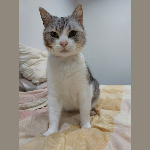 Photo of Smokey