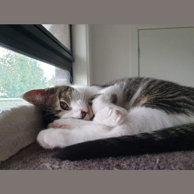 Photo of Fern Meet Me At Petstock Hastings 18/6/23 Adoptday