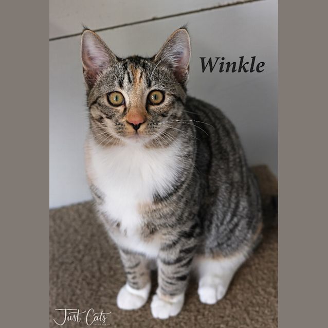 Photo of Winkle
