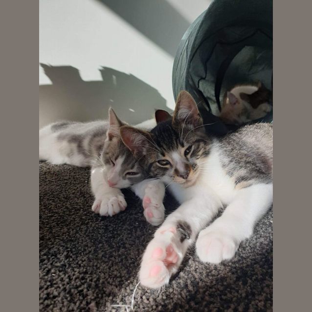 Photo of Bay Meet Me At Petstock Hastings 18/6/23