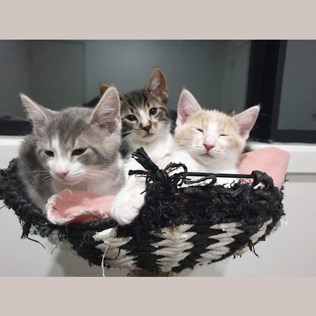 Photo of Bay Meet Me At Petstock Hastings 18/6/23