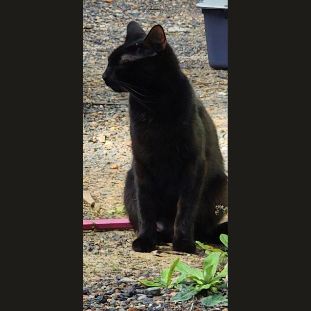 Photo of Raven
