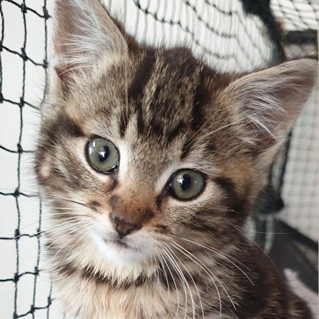 Photo of Tater Tot