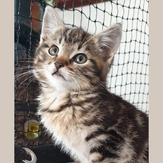 Photo of Tater Tot