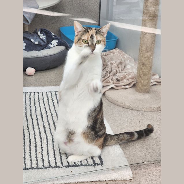 Photo of Cacah