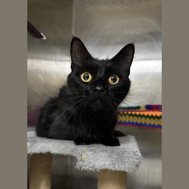 Photo of Freya