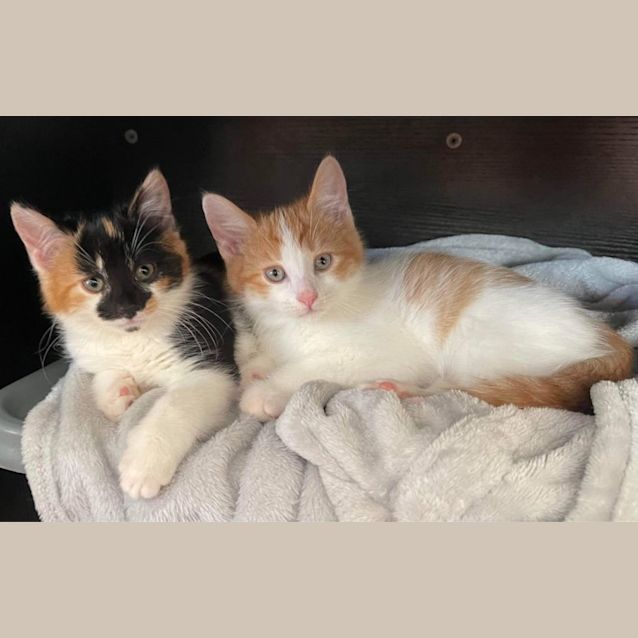 Photo of Brie & Colby