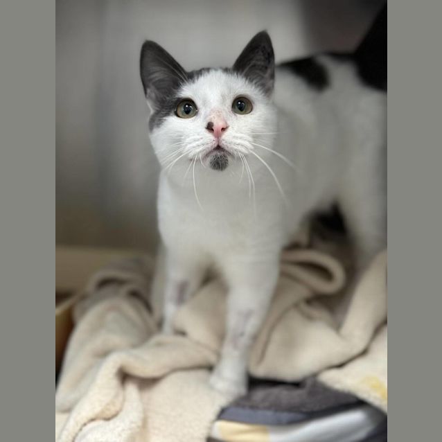 Photo of Basil