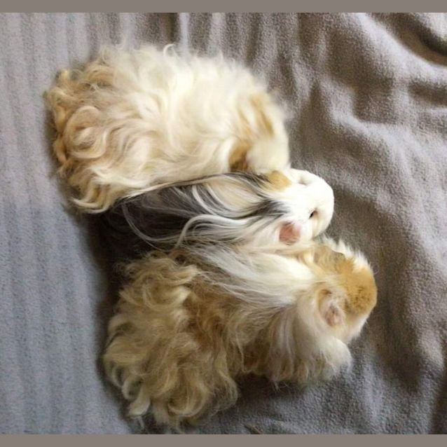 Photo of Jemma, Muffin & Teddie