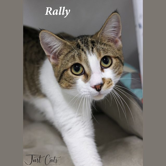 Photo of Rally