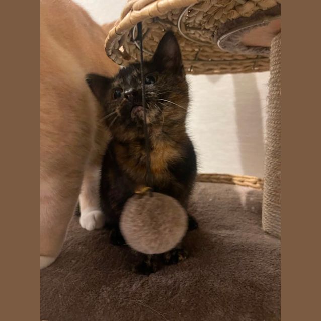 Photo of Gi Gi Meet Me At Petstock Hastings 18/6/23