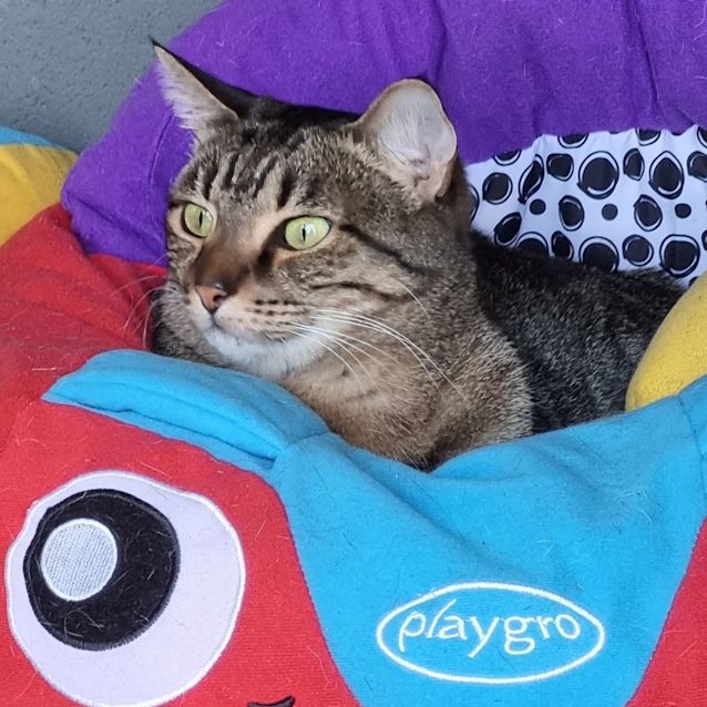 Photo of Gypsy
