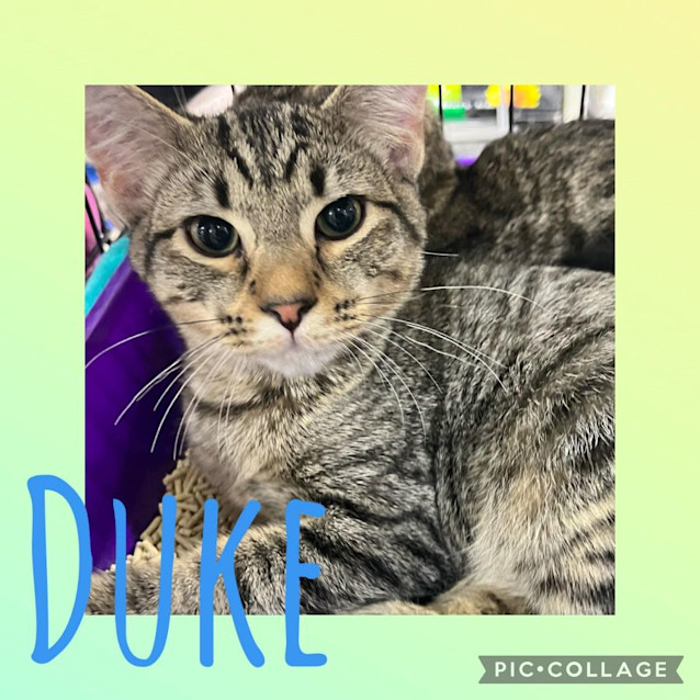 Photo of Duke 
