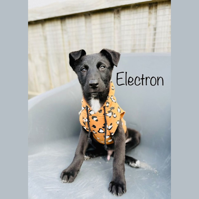 Photo of Electron