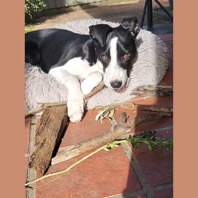 Photo of Cayenne