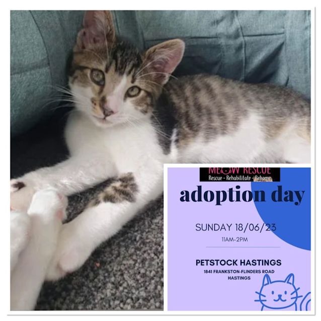 Photo of Fern Meet Me At Petstock Hastings 18/6/23 Adoptday