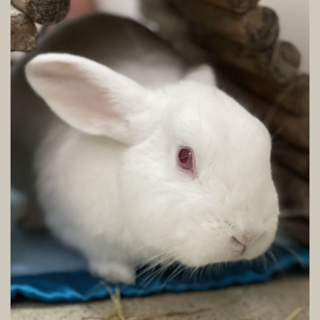 Photo of Cream Bun