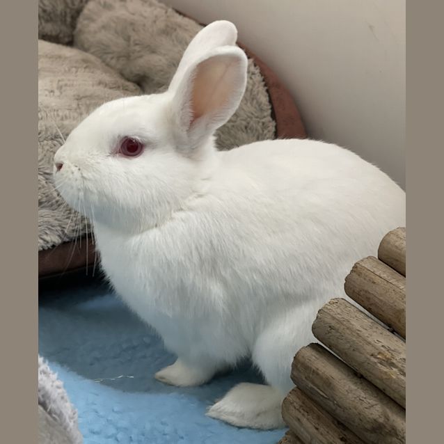 Photo of Cream Bun