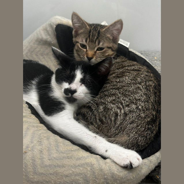Photo of Buttercup And Blossom