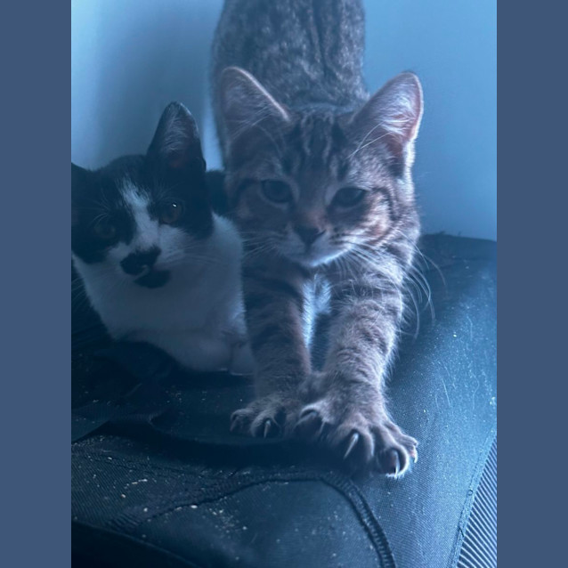 Photo of Buttercup And Blossom