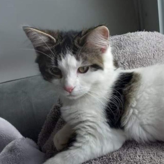 Photo of Ghost