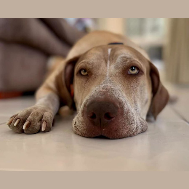 Photo of Honey