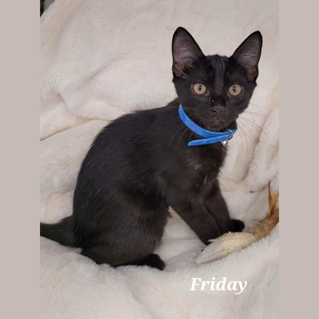 Photo of Friday