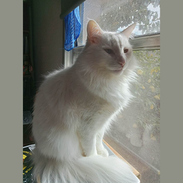 Photo of Boreas