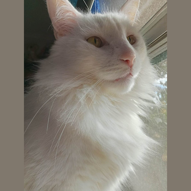 Photo of Boreas