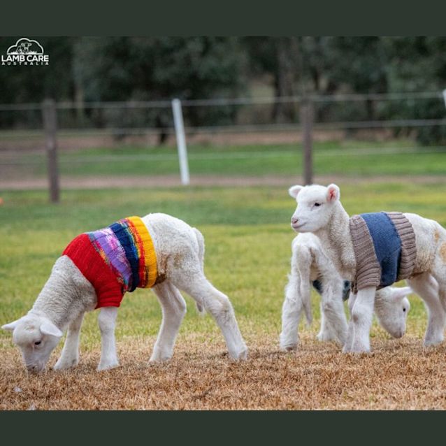 Photo of Ducky And Goose