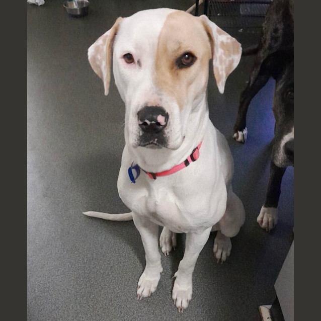 Photo of Phoebe *250 Adoption Fee*