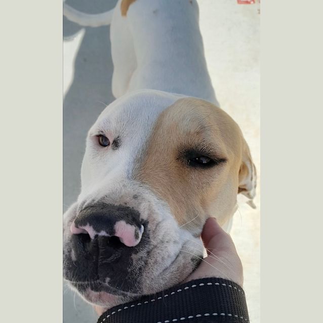 Photo of Phoebe *250 Adoption Fee*