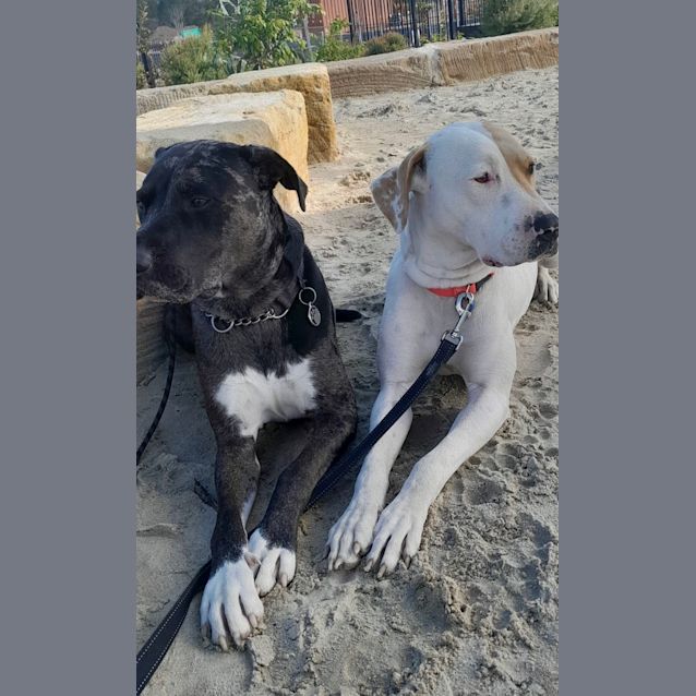 Photo of Phoebe *250 Adoption Fee*